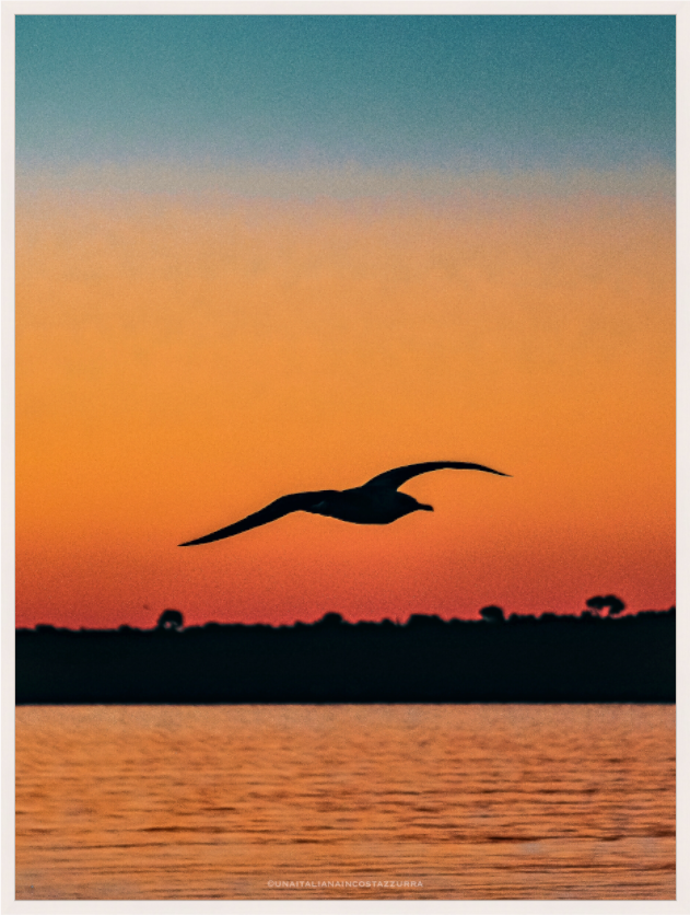 Volo di gabbiano all'alba su Cannes