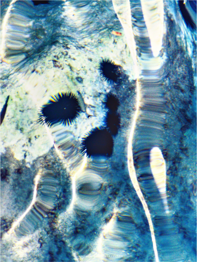 Main image Ricci di mare 1